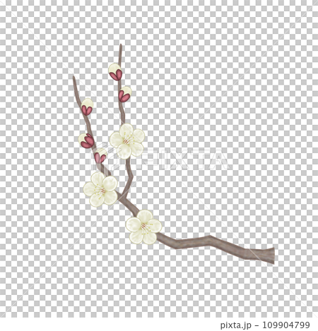 春天盛開的白梅花插畫 109904799