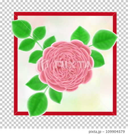 Illustration of a beautiful pink rose flower and leaves with many petals 109904879