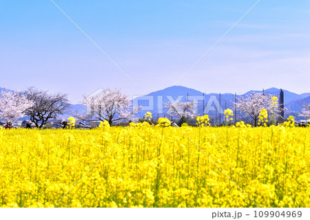 奈良県 藤原宮跡の桜と菜の花 109904969