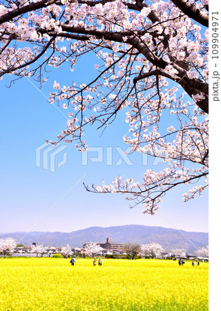 奈良県 藤原宮跡の桜と菜の花 109904971