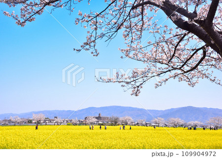 奈良県 藤原宮跡の桜と菜の花 109904972