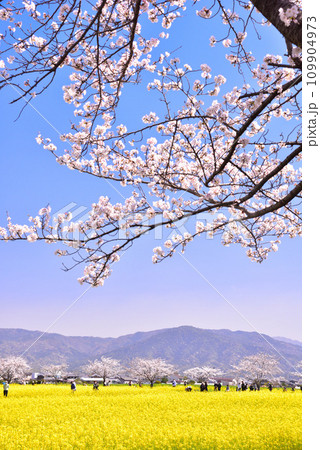 奈良県 藤原宮跡の桜と菜の花 109904973