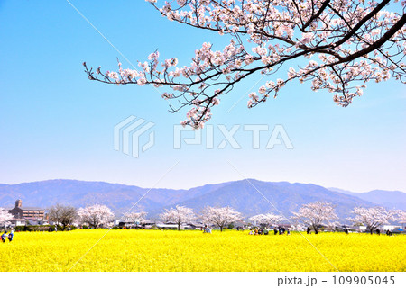 奈良県 藤原宮跡の桜と菜の花 109905045