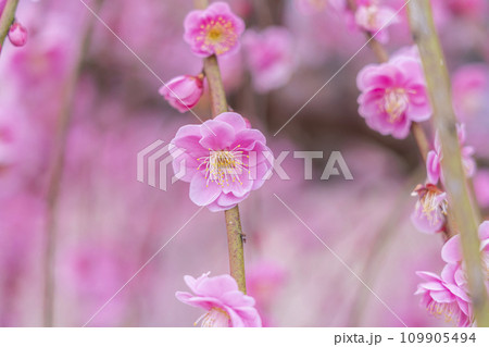 【神奈川県】紅く染まる梅が綺麗な小田原の曽我梅林 109905494