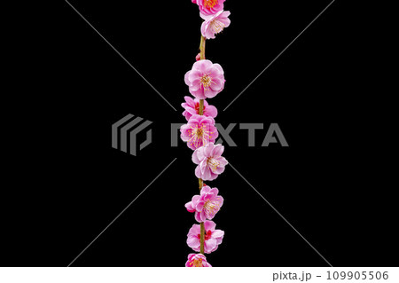 暗闇に浮かび上がるような美しい梅の花 109905506