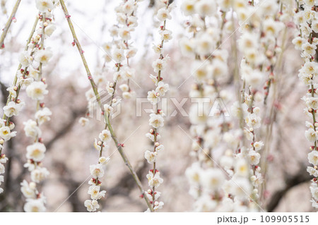 【神奈川県】立派な枝垂れ梅が綺麗な小田原の曽我梅林 109905515