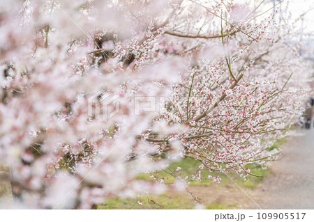【神奈川県】幻想的に咲く梅が綺麗な小田原の曽我梅林 【神奈川県】幻想的に咲く梅が綺麗な小田原の曽我梅林 109905517