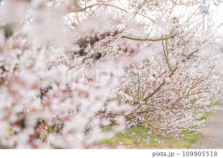 【神奈川県】幻想的に咲く梅が綺麗な小田原の曽我梅林 109905518