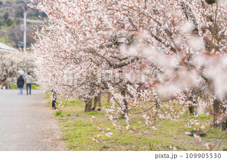 【神奈川県】幻想的に咲く梅が綺麗な小田原の曽我梅林 【神奈川県】幻想的に咲く梅が綺麗な小田原の曽我梅林 109905530