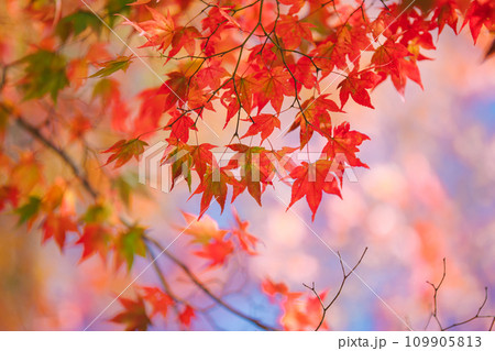 鮮やかな紅葉 109905813