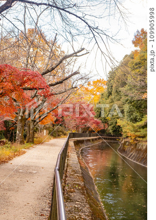 【京都風景】山科疎水 晩秋の紅葉が彩る水路沿いの散歩道 【京都風景】山科疎水 晩秋の紅葉が彩る水路沿いの散歩道 109905998