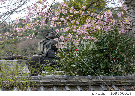 楠木正成の騎馬像と河津桜 楠木正成の騎馬像と河津桜 109906013