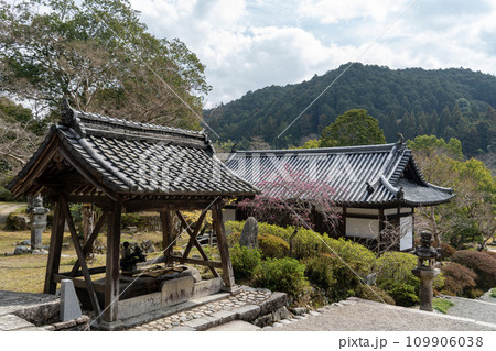 梅が咲く観心寺の手洗いと拝殿 109906038
