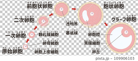 簡單易懂的日語圖解說明卵泡發育過程：初級卵母細胞 109906103