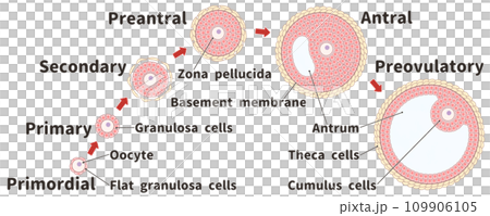 簡單易懂英文圖解說明卵泡發育過程：原始卵泡到成熟卵泡 109906105