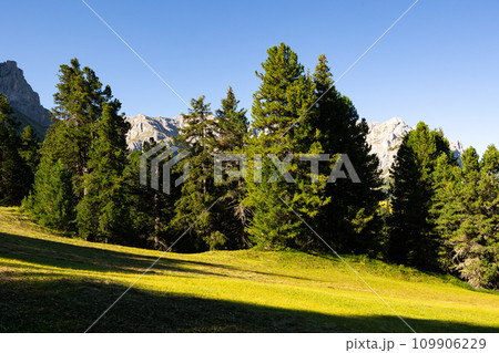 Green alpine meadows and forests on slopes of Dolomites with rocky peaks 109906229