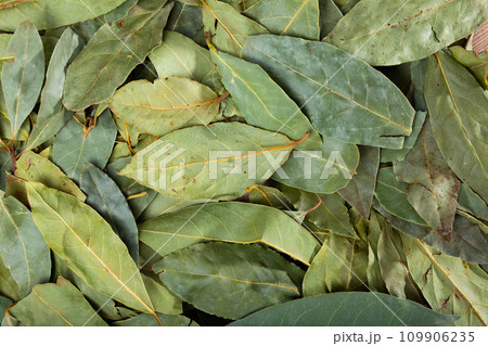 Pile of dried bay leaves lie on table Pile of dried bay leaves lie on table 109906235