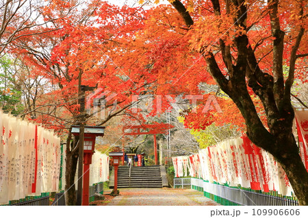 大寧寺の紅葉 大寧寺の紅葉 109906606
