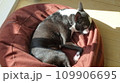 【動物】日向ぼっこ中　ボストンテリア 109906695