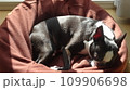 【動物】日向ぼっこ中　ボストンテリア 109906698