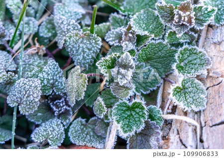 Selective focus. First frost on a frozen field plants, late autumn close-up. Beautiful abstract frozen microcosmos pattern. Freezing weather frost action in nature. Floral backdrop. 109906833
