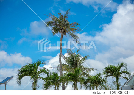 南国の空とヤシの木　Tropical sky and palm trees 109906835