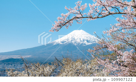 桜と富士山（新倉山浅間公園） 109907122