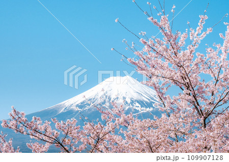 桜と富士山(新倉山浅間公園) 桜と富士山(新倉山浅間公園) 109907128