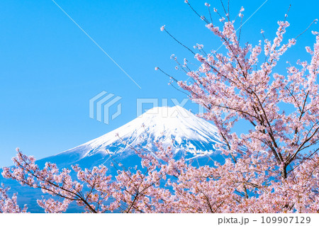 桜と富士山（新倉山浅間公園） 109907129