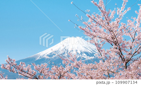 桜と富士山(新倉山浅間公園) 桜と富士山(新倉山浅間公園) 109907134