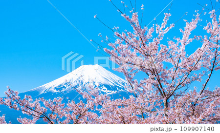 桜と富士山（新倉山浅間公園） 109907140