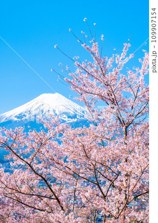 桜と富士山(新倉山浅間公園) 桜と富士山(新倉山浅間公園) 109907154