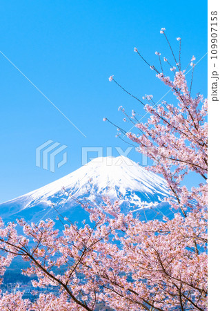 桜と富士山(新倉山浅間公園) 桜と富士山(新倉山浅間公園) 109907158