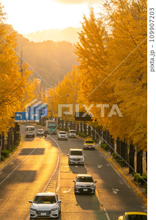 《東京都》八王子甲州街道沿い・黄金色のイチョウ並木 《東京都》八王子甲州街道沿い・黄金色のイチョウ並木 109907203