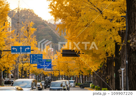 《東京都》八王子甲州街道沿い・黄金色のイチョウ並木 109907220