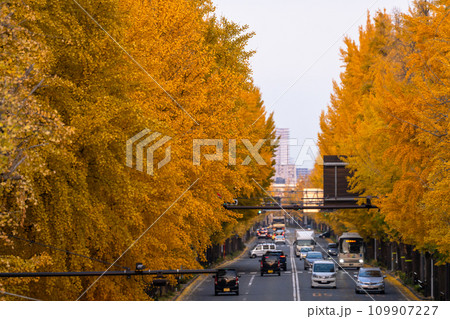 《東京都》八王子甲州街道沿い・黄金色のイチョウ並木 109907227