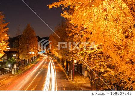 《東京都》八王子甲州街道沿い・黄金色のイチョウ並木の夜景 《東京都》八王子甲州街道沿い・黄金色のイチョウ並木の夜景 109907243