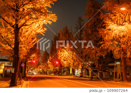 《東京都》八王子甲州街道沿い・黄金色のイチョウ並木の夜景 109907264