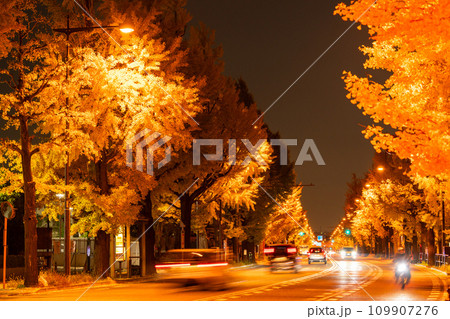 《東京都》八王子甲州街道沿い・黄金色のイチョウ並木の夜景 《東京都》八王子甲州街道沿い・黄金色のイチョウ並木の夜景 109907276