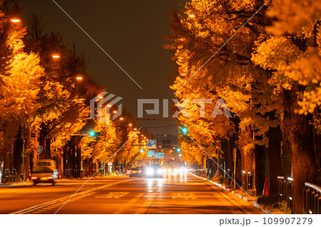 《東京都》八王子甲州街道沿い・黄金色のイチョウ並木の夜景 109907279