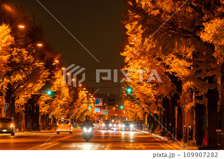 《東京都》八王子甲州街道沿い・黄金色のイチョウ並木の夜景 109907282