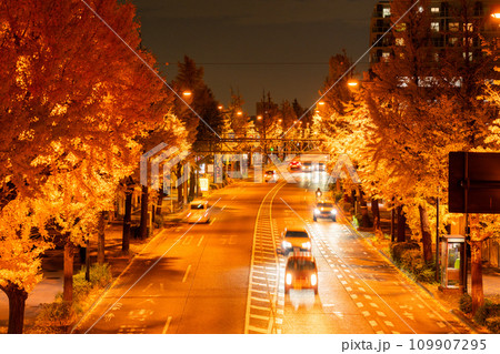 《東京都》八王子甲州街道沿い・黄金色のイチョウ並木の夜景 109907295