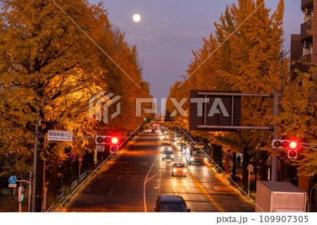 《東京都》八王子甲州街道沿い・黄金色のイチョウ並木の夜景 《東京都》八王子甲州街道沿い・黄金色のイチョウ並木の夜景 109907305