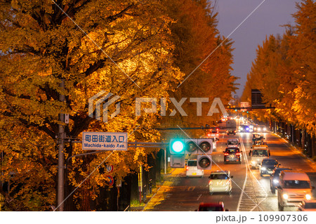《東京都》八王子甲州街道沿い・黄金色のイチョウ並木の夜景 《東京都》八王子甲州街道沿い・黄金色のイチョウ並木の夜景 109907306