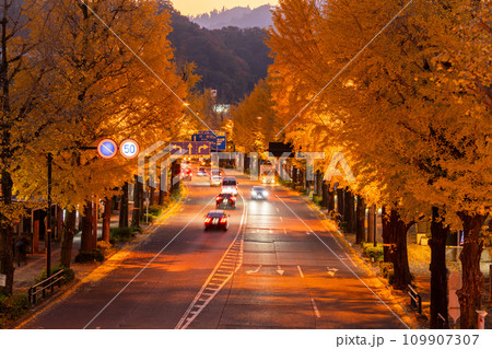 《東京都》八王子甲州街道沿い・黄金色のイチョウ並木の夜景 109907307