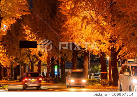《東京都》八王子甲州街道沿い・黄金色のイチョウ並木の夜景 109907314