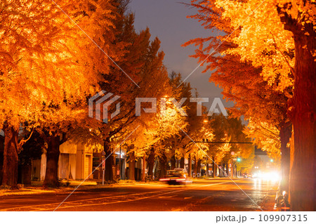 《東京都》八王子甲州街道沿い・黄金色のイチョウ並木の夜景 《東京都》八王子甲州街道沿い・黄金色のイチョウ並木の夜景 109907315