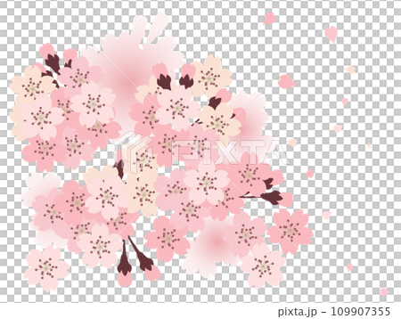 Cherry blossom background material (illustration) Cherry blossom background material (illustration) 109907355