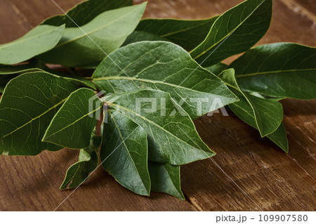 ローリエ　ローレル　laurel　ハーブ　herb フレッシュハーブ　fresh herbs 109907580