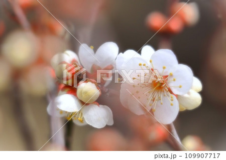 清々しい白梅 109907717